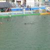 Cssc Water polo ground